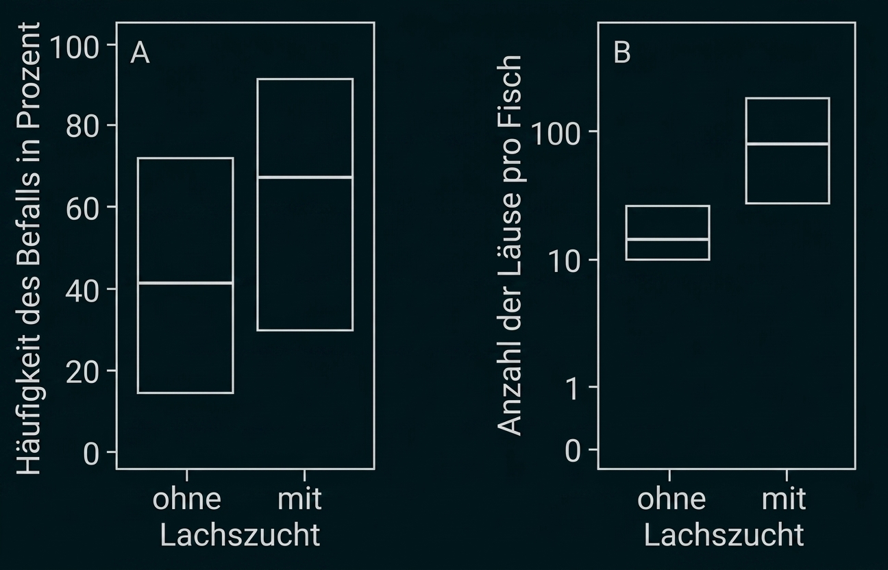 Zwei nebeneinander stehende Boxplots: A Häufigkeit des Befalls (%) und B Anzahl der Läuse pro Fisch, Vergleich ohne vs. mit Lachszucht.